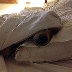 A Just Visiting Electorate