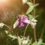 The Rocky Mountain Columbine